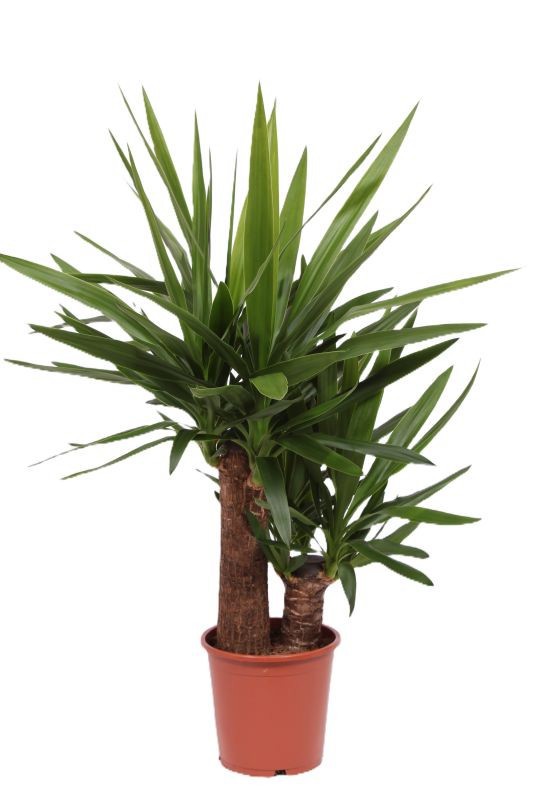 Горшечные цветы и растения оптом Yucca Elephantipes 45-20 от 1шт из Голландии с доставкой по России