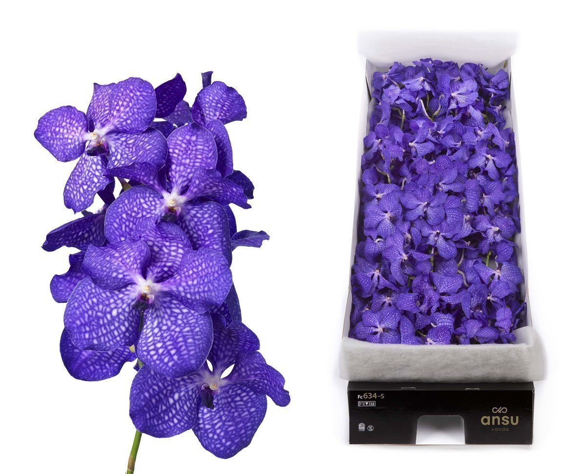 Срезанные цветы оптом Vanda blue magic per stem от 16шт из Голландии с доставкой по России