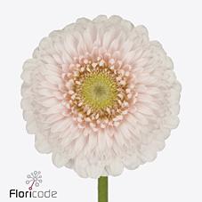 Срезанные цветы оптом Germini gerponi sweetness от 80шт из Голландии с доставкой по России