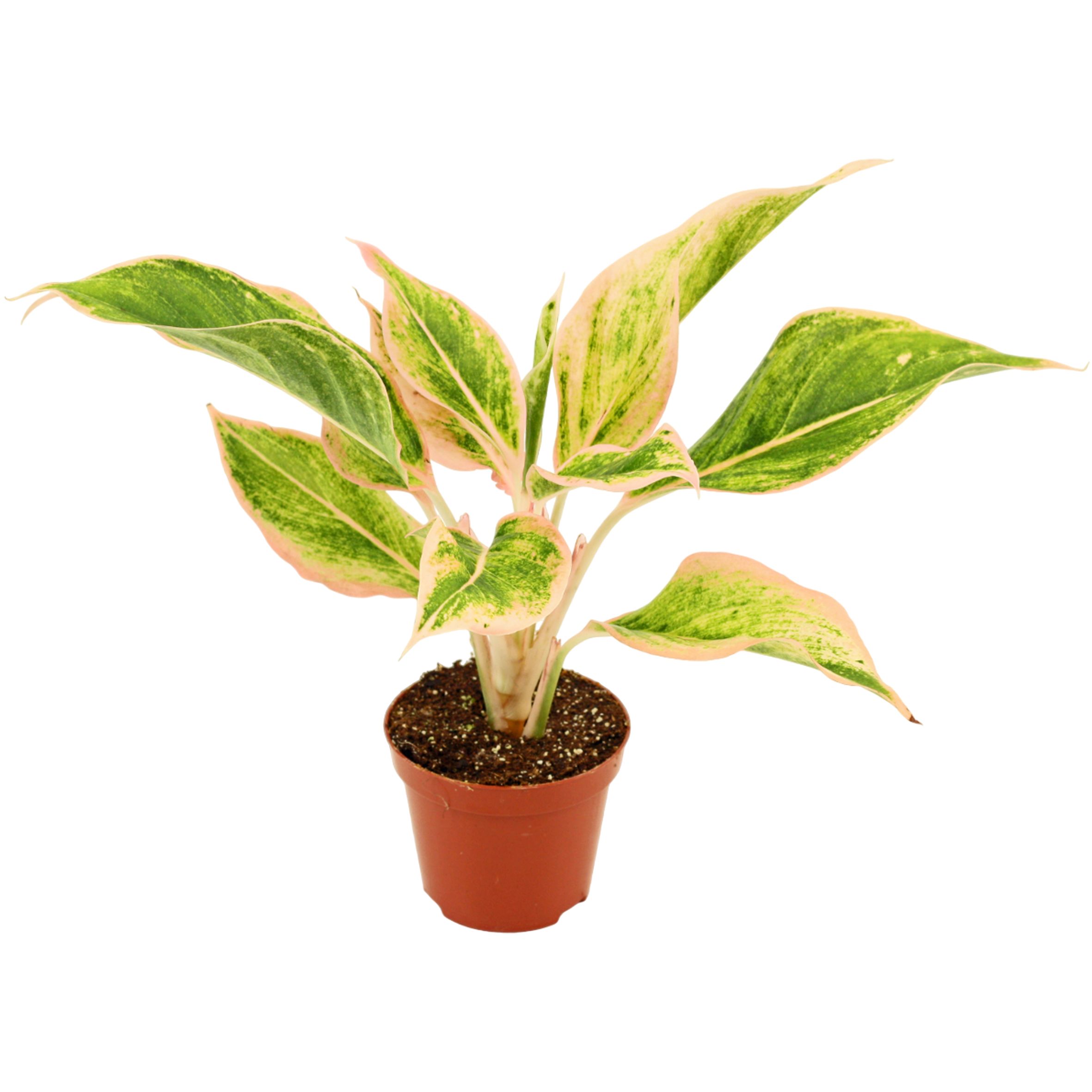 Горшечные цветы и растения оптом Aglaonema Lipstick Pink от 18шт (для телеги) из Голландии с доставкой по России