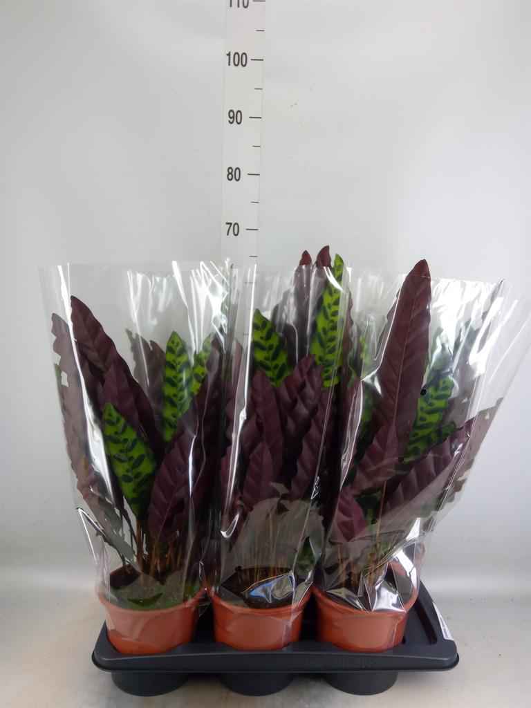 Горшечные цветы и растения оптом Calathea Lancifolia от 6шт из Голландии с доставкой по России