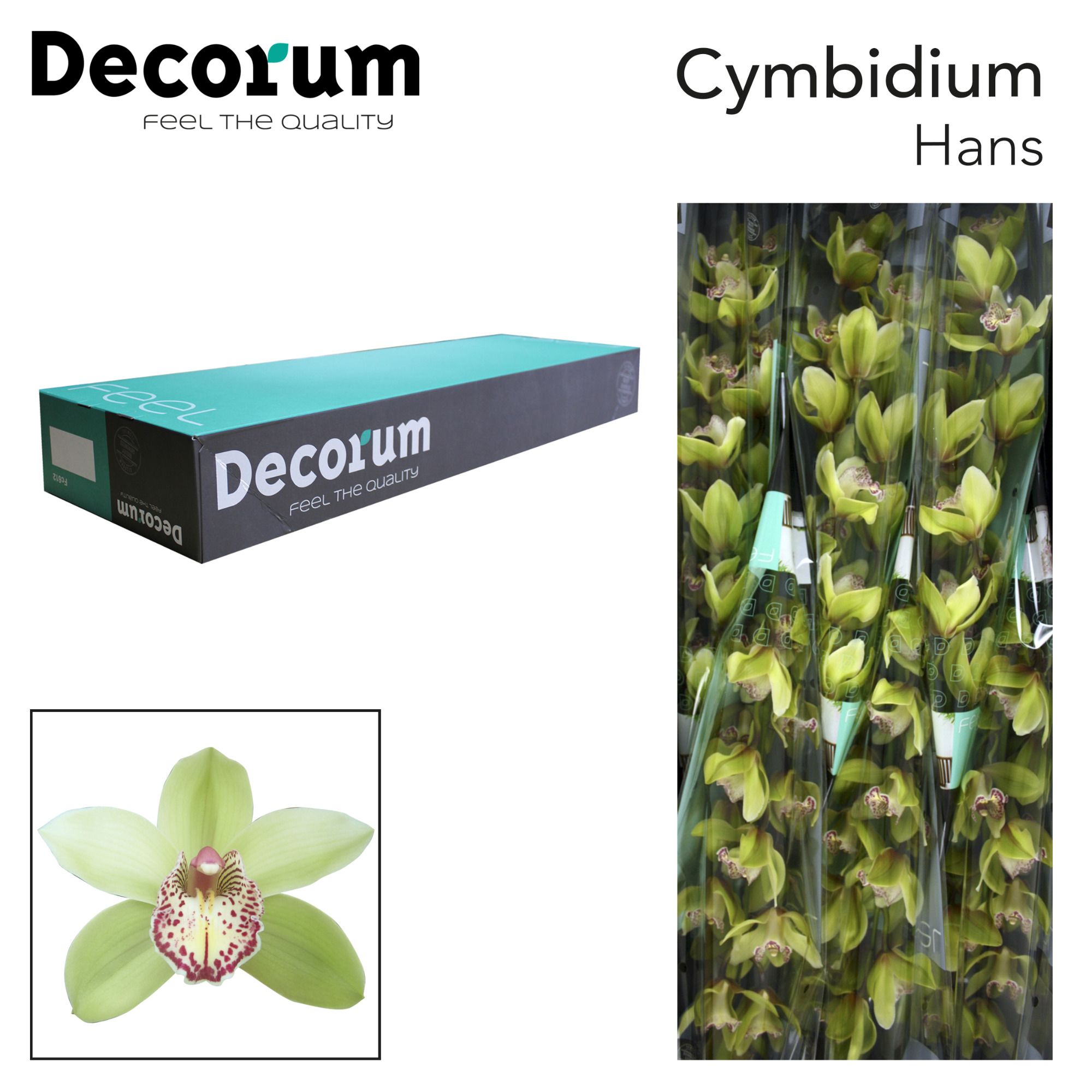 Срезанные цветы оптом Cymbidium green hans от 6шт из Голландии с доставкой по России