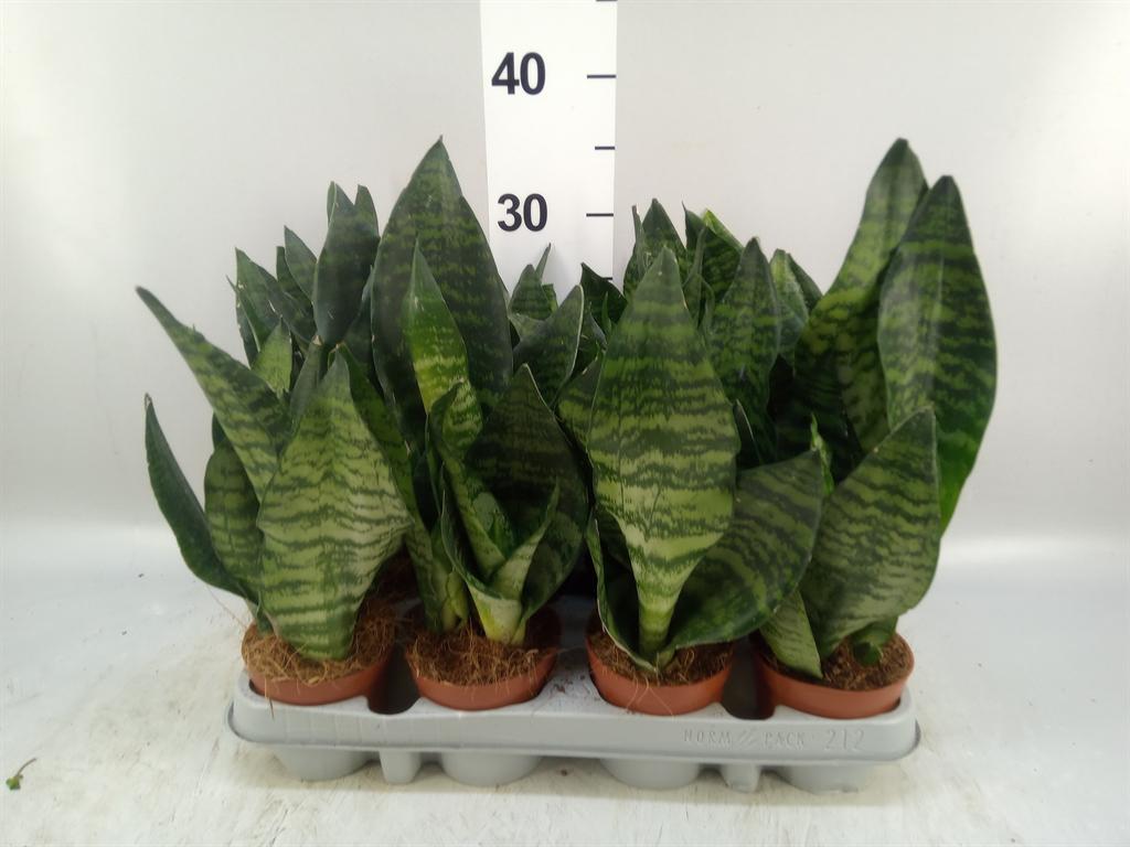 Горшечные цветы и растения оптом Sansevieria Zeylanica от 12шт (для телеги) из Голландии с доставкой по России
