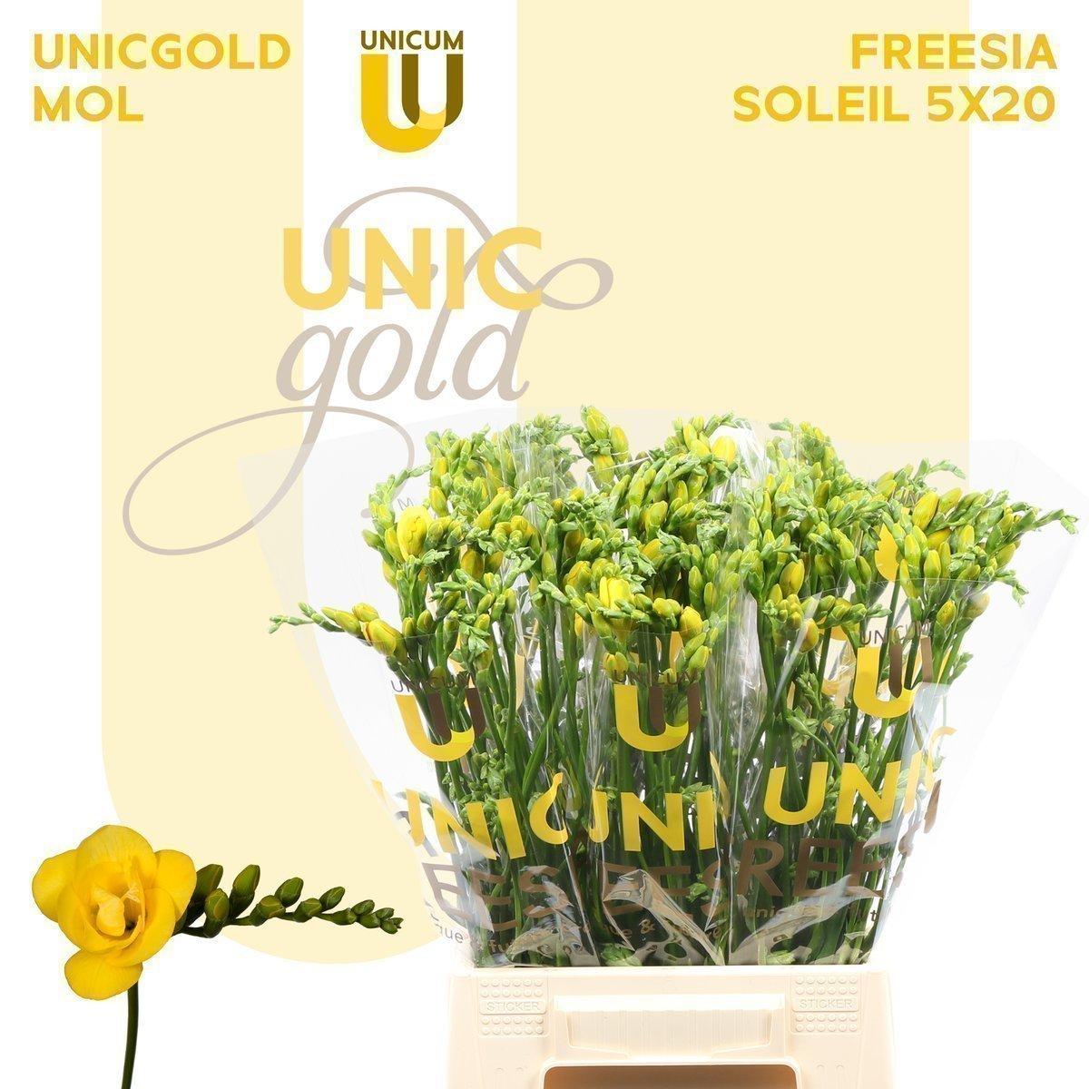 Срезанные цветы оптом Freesia do soleil от 100шт. из Голландии с доставкой по России