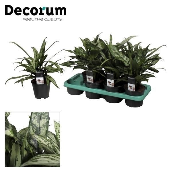 Горшечные цветы и растения оптом Aglaonema Mix (decorum) от 7шт из Голландии с доставкой по России