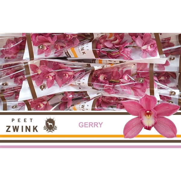 Срезанные цветы оптом Cymbidium pink gerry от 12шт из Голландии с доставкой по России