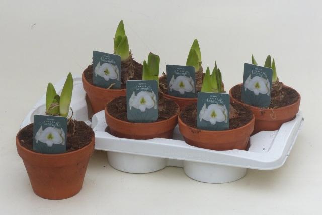 Горшечные цветы и растения оптом Hipp Ov от 6шт из Голландии с доставкой по России