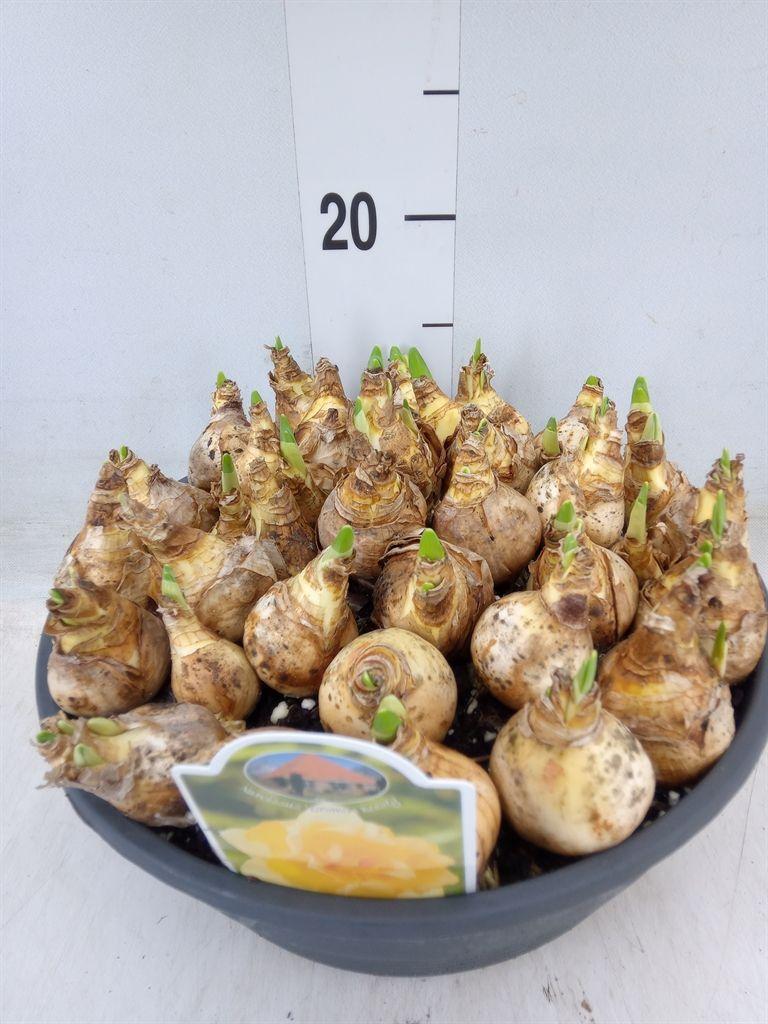 Горшечные цветы и растения оптом Narcissus   ... от 1шт' из Голландии с доставкой по России