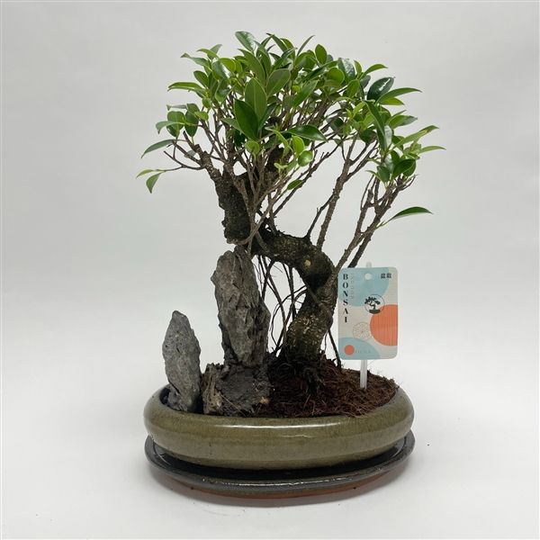 Горшечные цветы и растения оптом Bonsai Ficus от 2шт из Голландии с доставкой по России