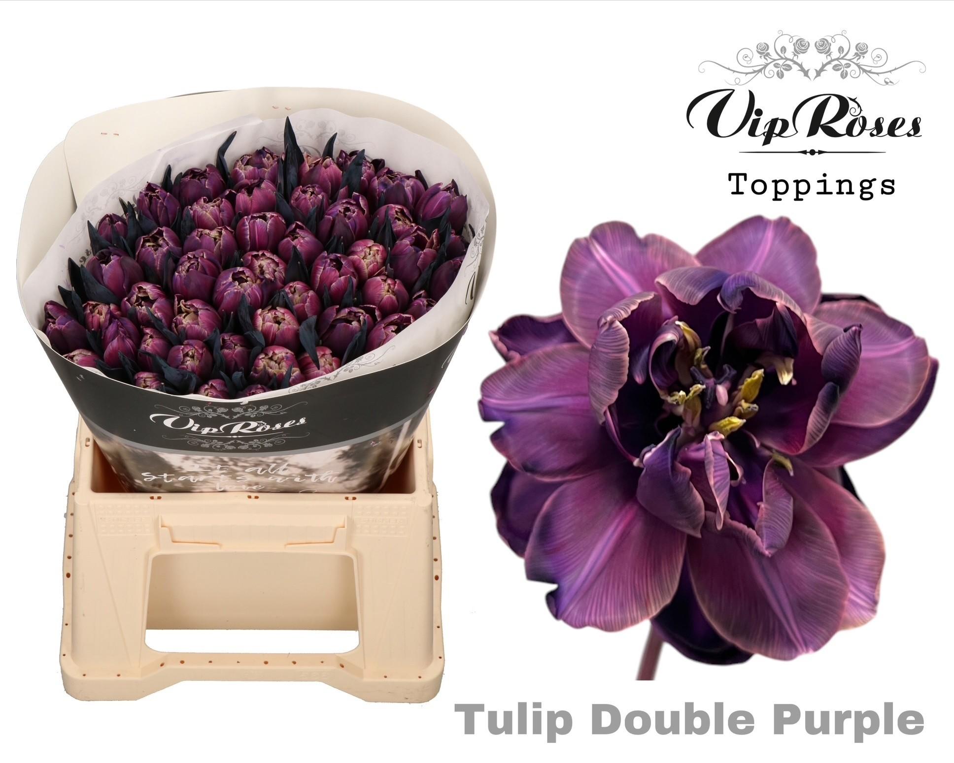 Срезанные цветы оптом Tulipa si paint double purple от 50шт из Голландии с доставкой по России