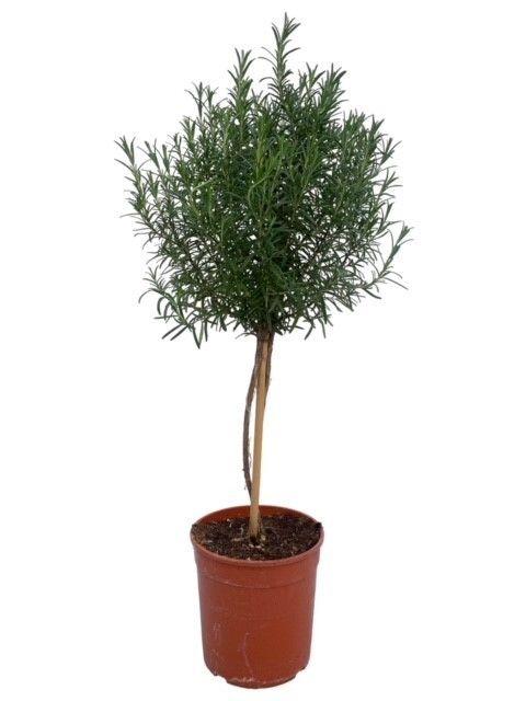 Горшечные цветы и растения оптом Rosmarinus Officinalis On Stem от 1шт из Голландии с доставкой по России