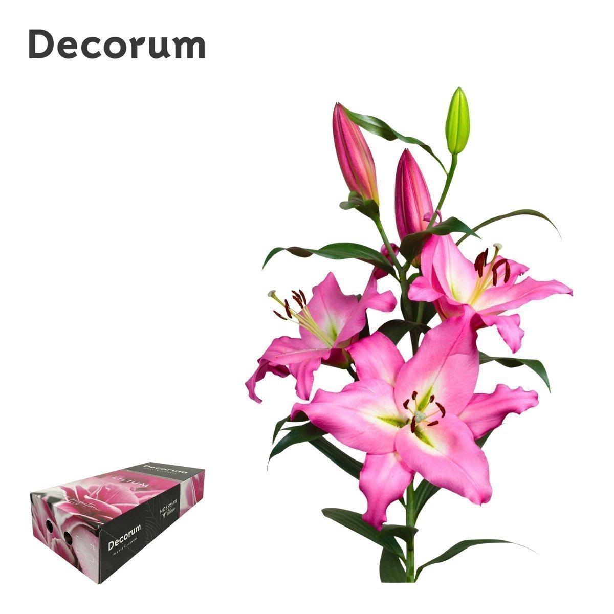 Срезанные цветы оптом Lilium or albareto A от 80шт из Голландии с доставкой по России