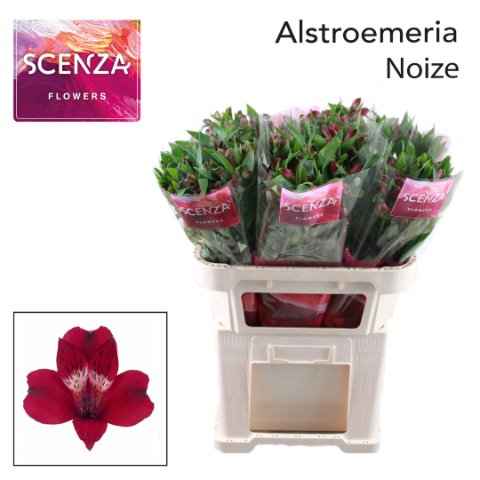 Срезанные цветы оптом Alstroemeria noize от 60шт из Голландии с доставкой по России