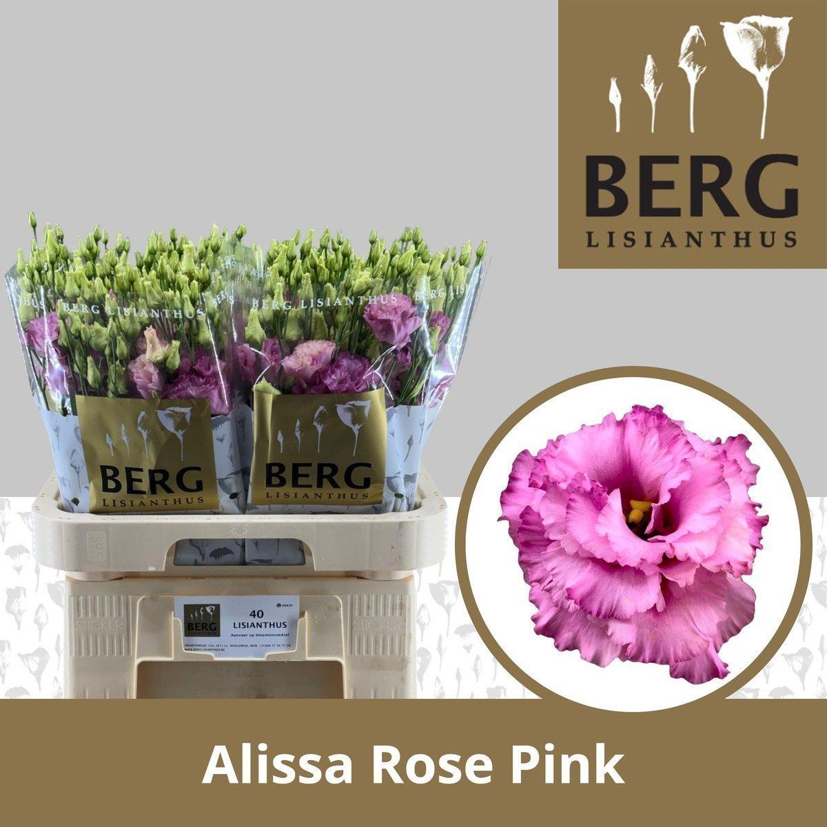 Срезанные цветы оптом Lisianthus do alissa rose pink от 40шт. из Голландии с доставкой по России