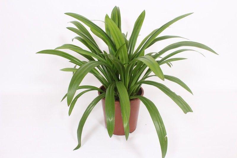 Горшечные цветы и растения оптом Hymenocallis Speciosa от 1шт из Голландии с доставкой по России