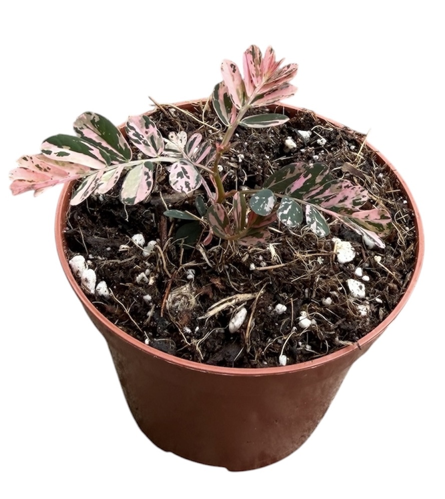 Горшечные цветы и растения оптом Phyllanthus Urinaria Variegata от 1шт (для телеги) из Голландии с доставкой по России