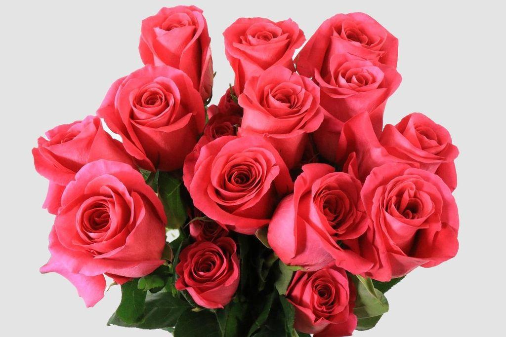 Срезанные цветы оптом Rosa ec pink floyd от 50шт из Голландии с доставкой по России