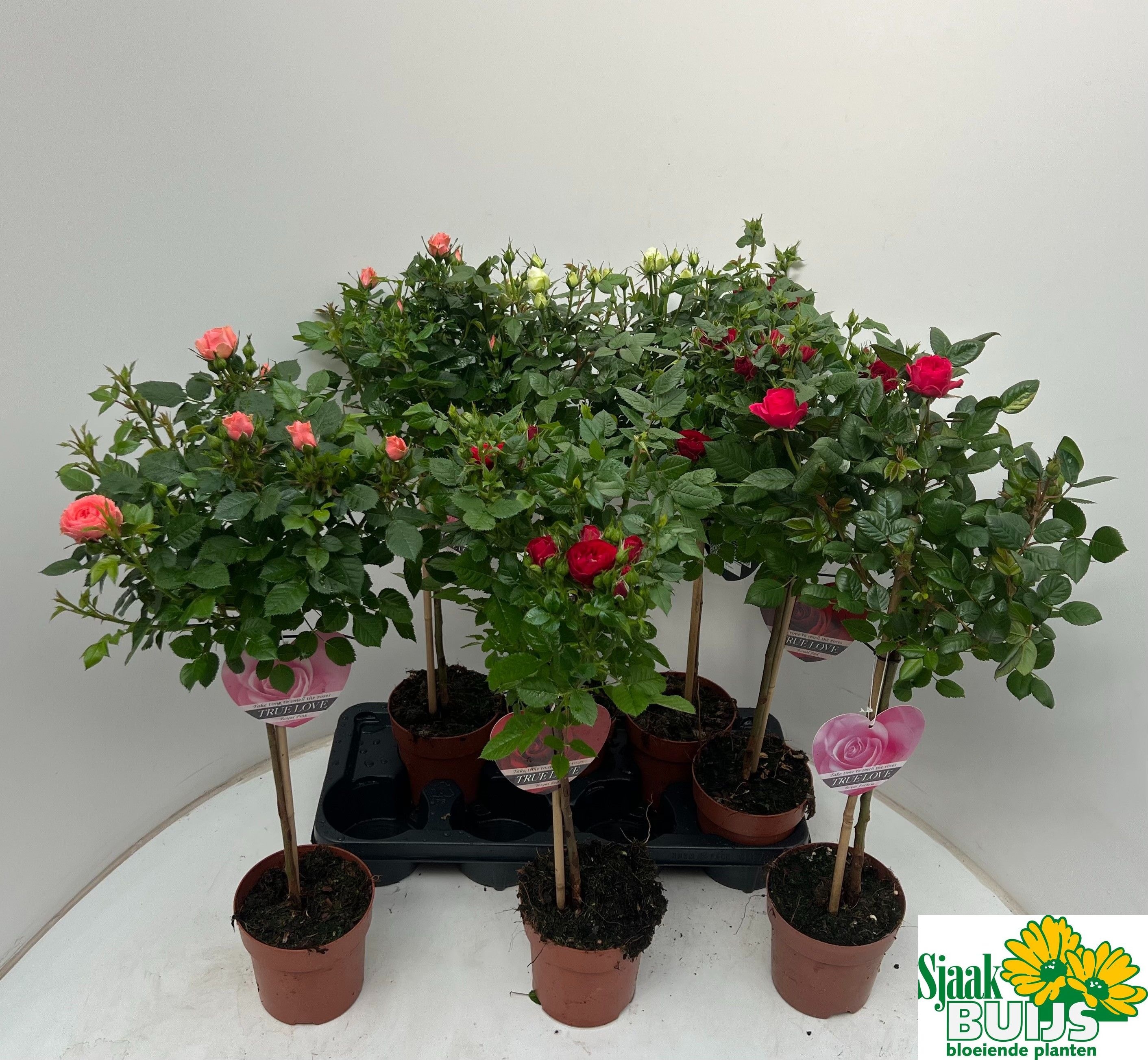 Горшечные цветы и растения оптом Ro Gem от 7шт из Голландии с доставкой по России