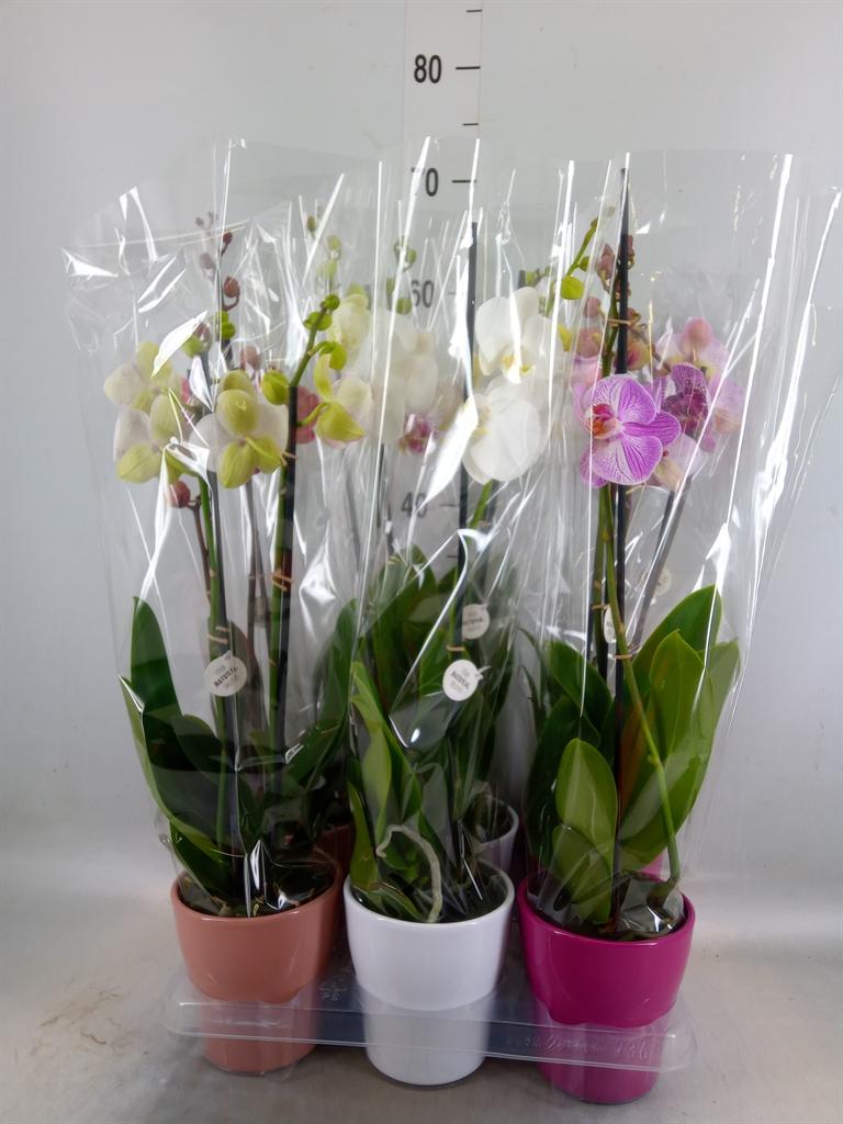 Горшечные цветы и растения оптом Phalaenopsis   ...mix от 6шт из Голландии с доставкой по России