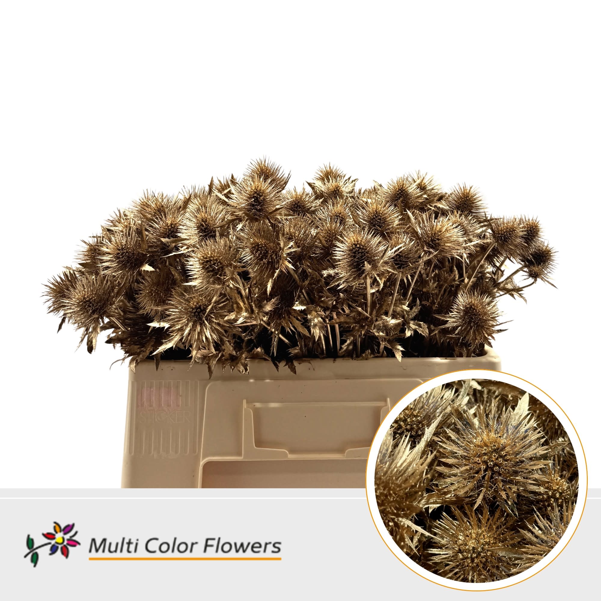 Срезанные цветы оптом Eryngium paint antique gold от 60шт из Голландии с доставкой по России