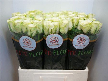 Срезанные цветы оптом Rosa large athena от 320шт из Голландии с доставкой по России