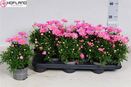 Горшечные цветы и растения оптом Argyranthemum - 10,5 Cm - Pink от 12шт из Голландии с доставкой по России