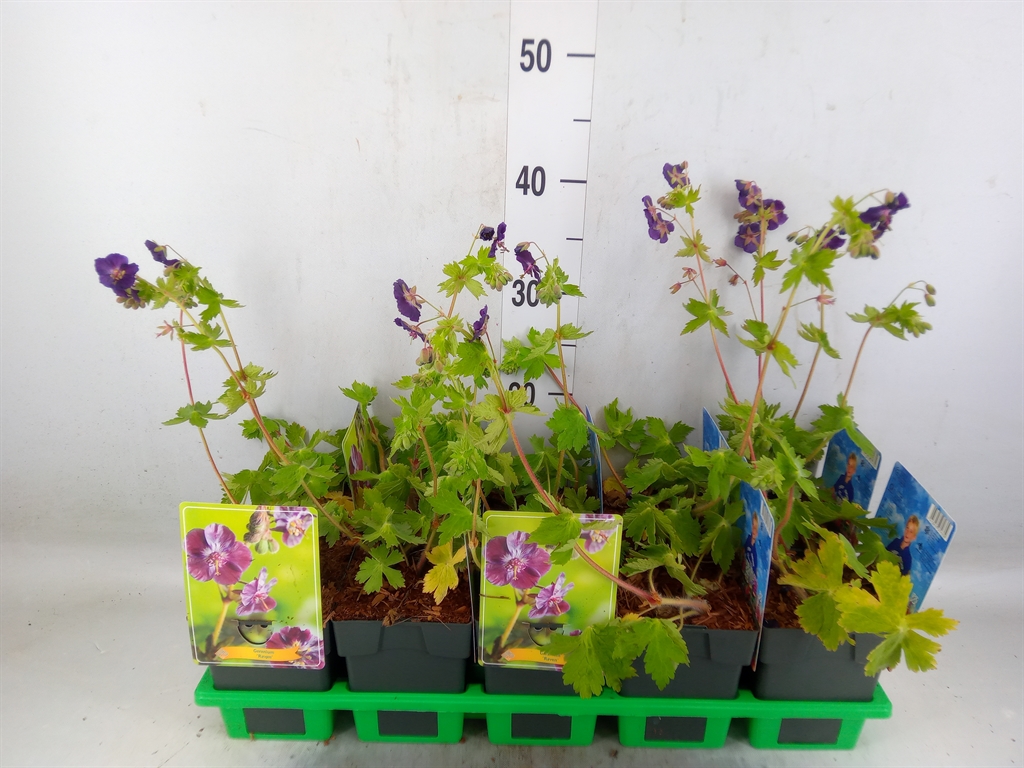 Горшечные цветы и растения оптом Geranium   ... от 10шт из Голландии с доставкой по России