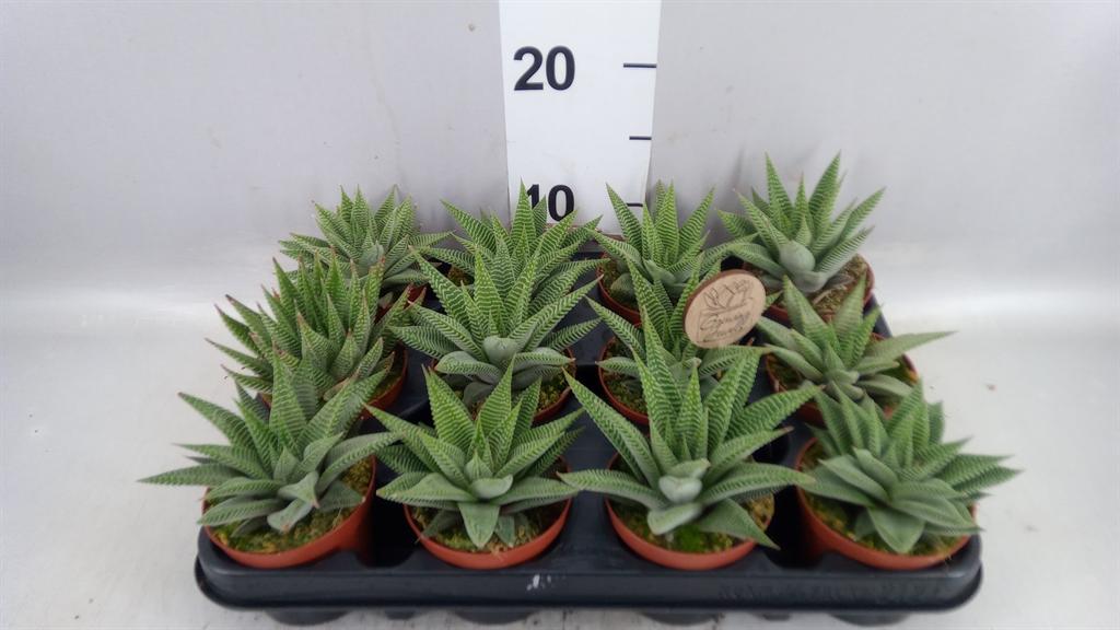 Горшечные цветы и растения оптом Haworthia Limifolia spider White от 12шт (для телеги) из Голландии с доставкой по России