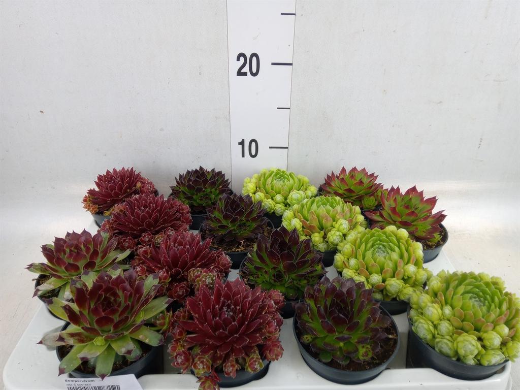 Горшечные цветы и растения оптом Sempervivum   ... от 16шт (для телеги) из Голландии с доставкой по России