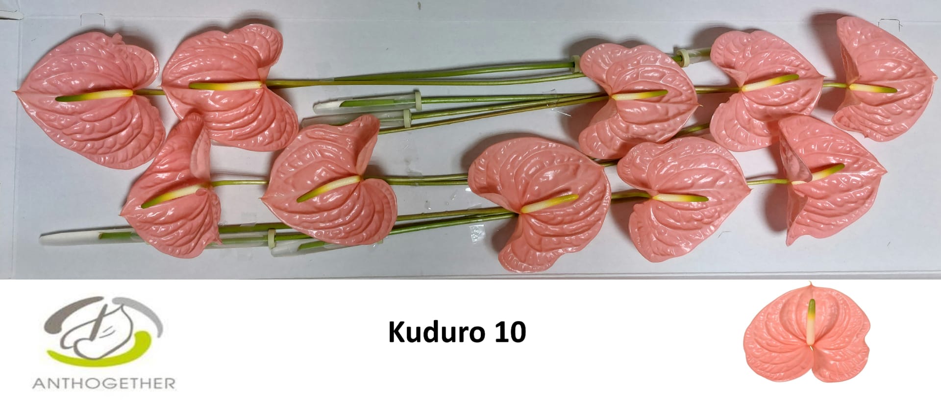 Срезанные цветы оптом Anthurium kuduro от 10шт из Голландии с доставкой по России