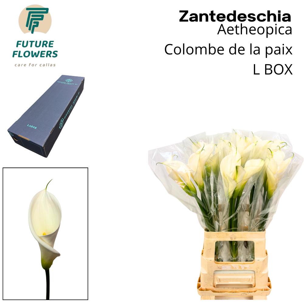 Срезанные цветы оптом Zantedeschia ae colombe de la paix от 90шт из Голландии с доставкой по России