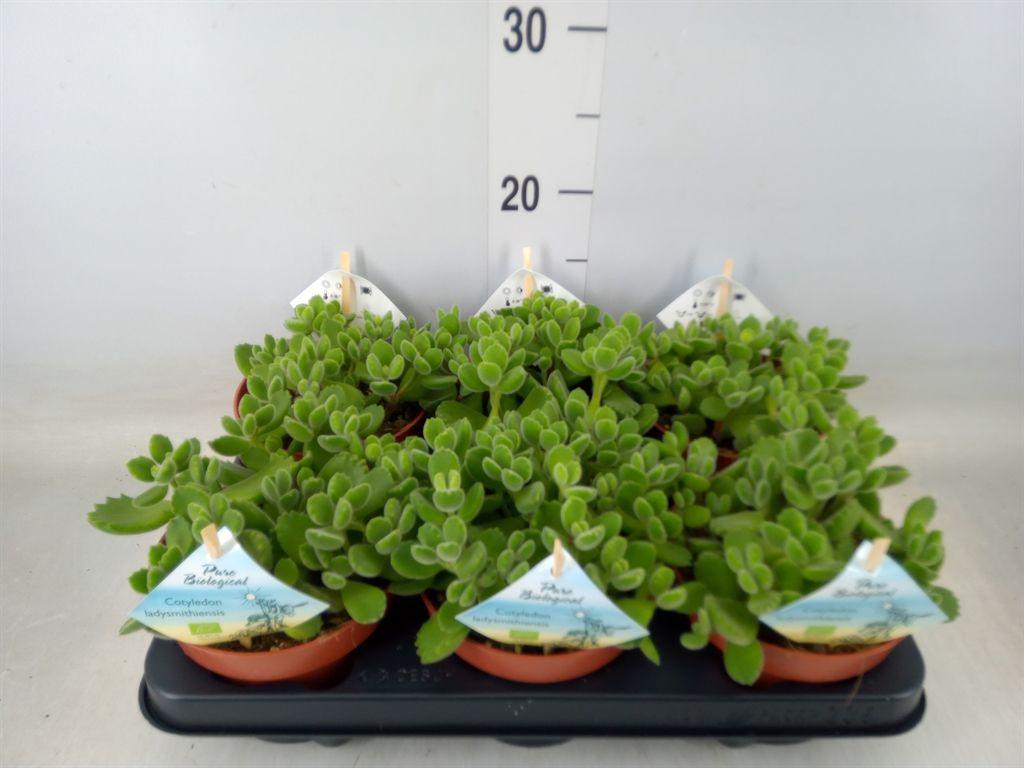 Горшечные цветы и растения оптом Cotyledon Tome. Ladys. от 6шт из Голландии с доставкой по России