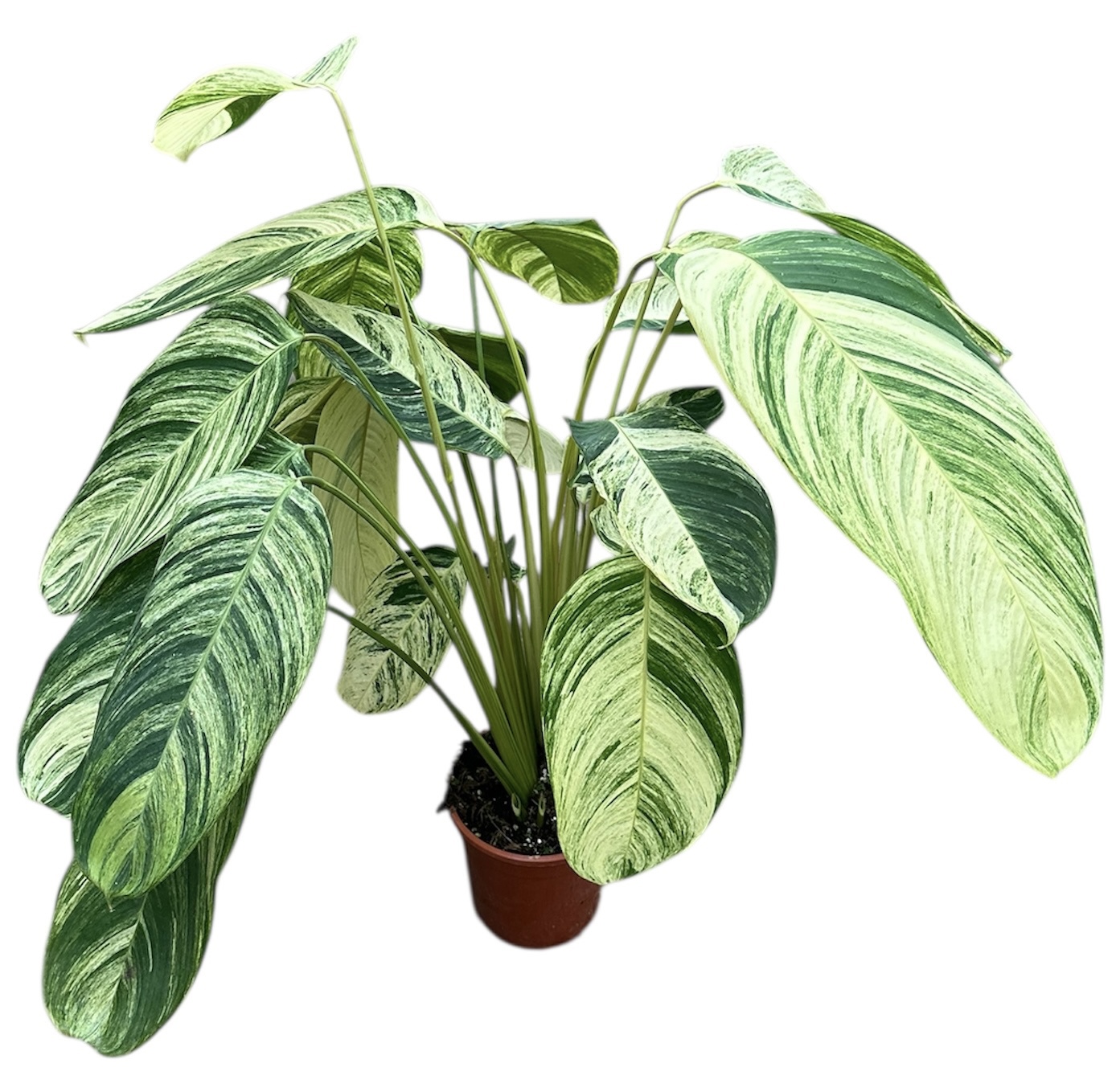 Горшечные цветы и растения оптом Stromanthe Rolandicus от 1шт из Голландии с доставкой по России