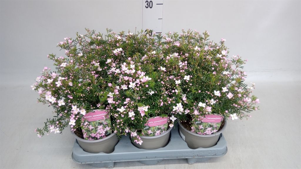 Горшечные цветы и растения оптом Boronia Anemonifolia Pink Star от 6шт из Голландии с доставкой по России