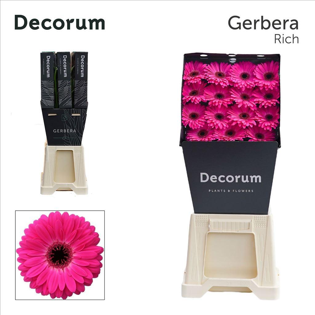 Срезанные цветы оптом Gerbera diamond marilu от 45шт из Голландии с доставкой по России