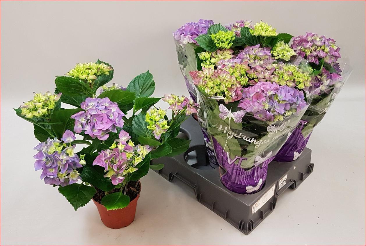 Горшечные цветы и растения оптом Hydr M Early Blue от 5шт из Голландии с доставкой по России