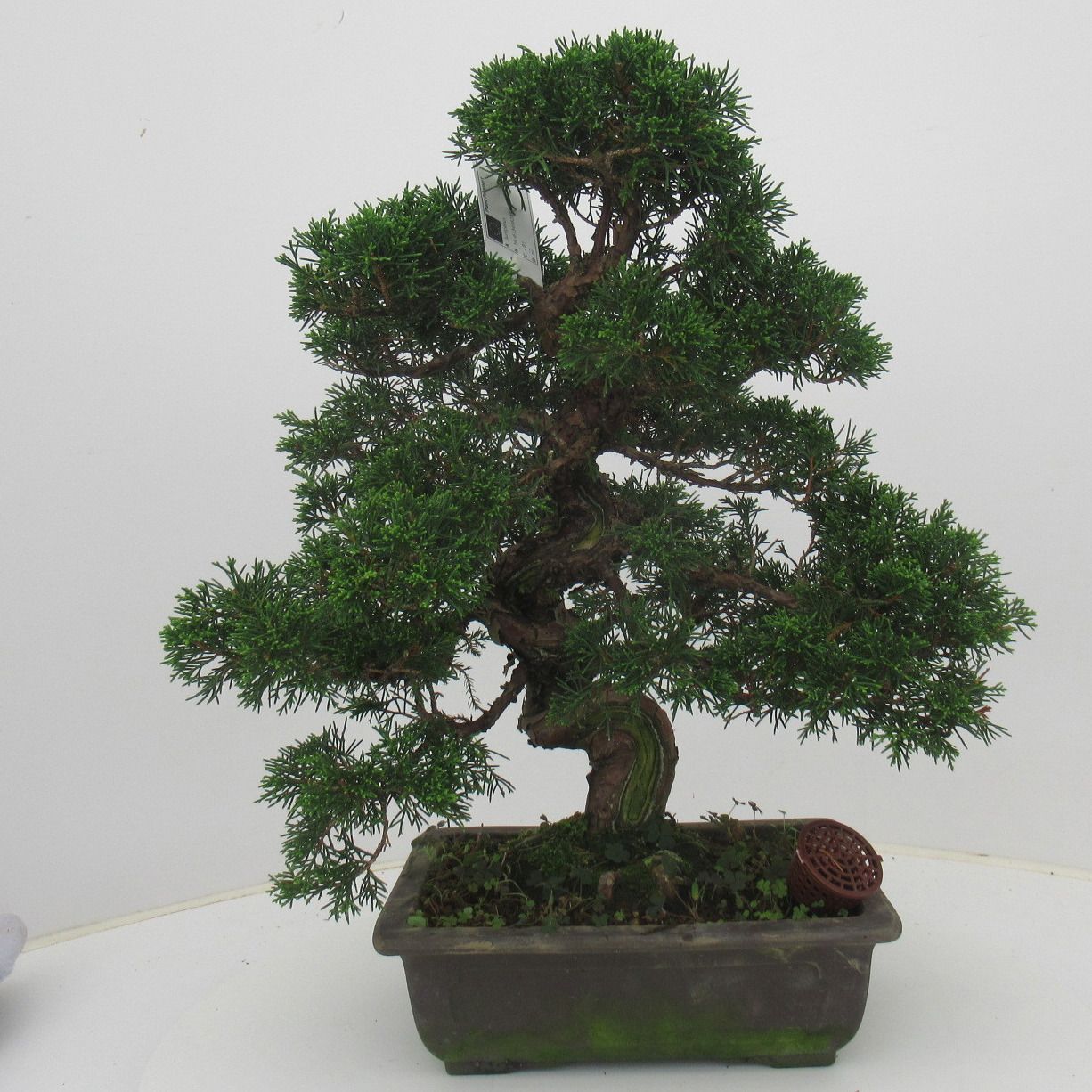 Горшечные цветы и растения оптом Juniperus Chinensis, 26 Cm., Height 50 Cm. (single от 1шт из Голландии с доставкой по России