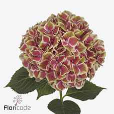 Срезанные цветы оптом Hydrangea sweet esperance от 10шт из Голландии с доставкой по России