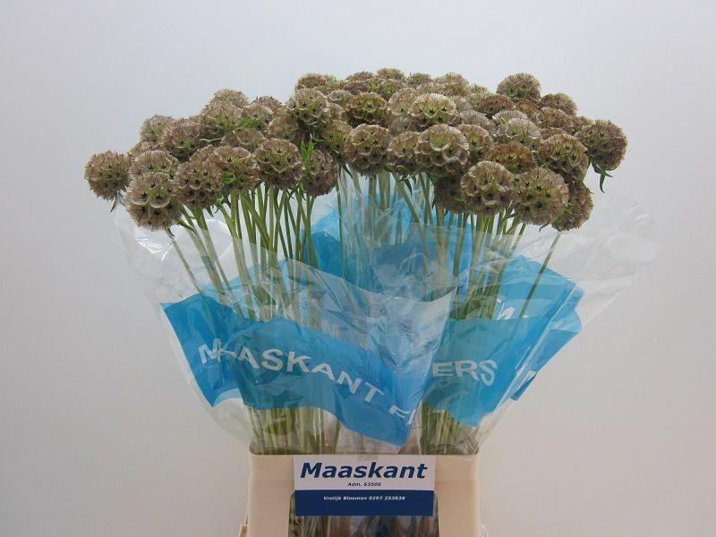 Срезанные цветы оптом Scabiosa stellata seed pod от 90шт из Голландии с доставкой по России