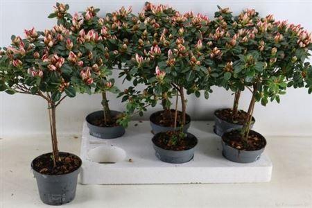 Горшечные цветы и растения оптом Rhodo Ov Stam * Spring Deal * от 6шт из Голландии с доставкой по России