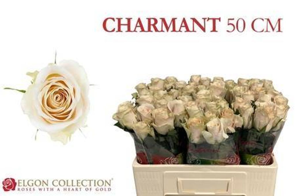 Срезанные цветы оптом Rosa large charmant от 60шт. из Голландии с доставкой по России