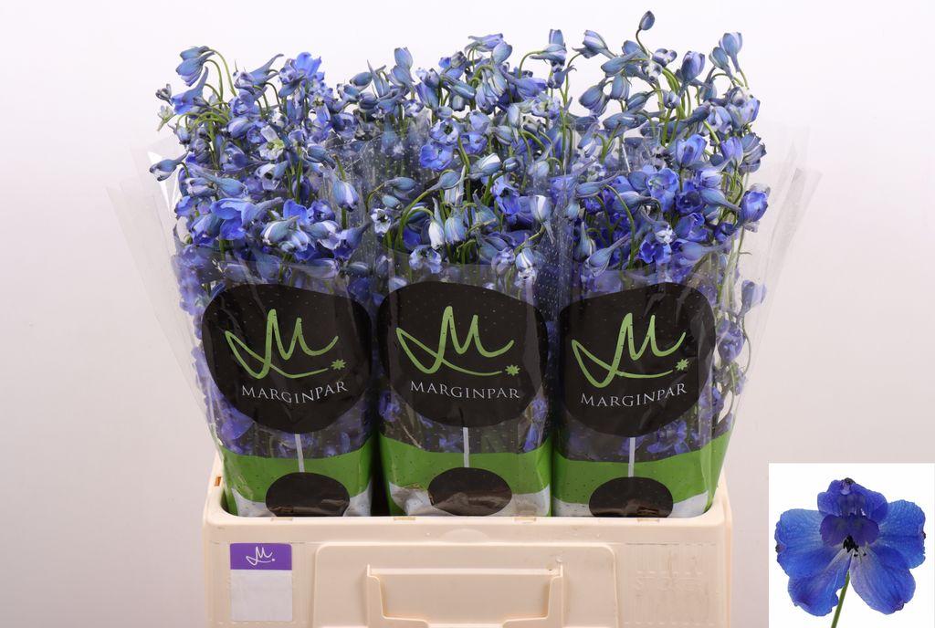 Срезанные цветы оптом Delphinium si bella andes azure от 80шт из Голландии с доставкой по России