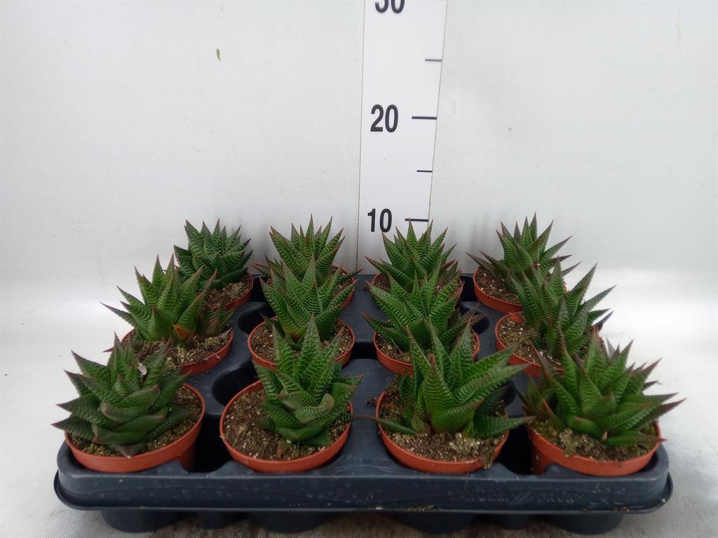 Горшечные цветы и растения оптом Haworthia Limifolia от 12шт (для телеги) из Голландии с доставкой по России