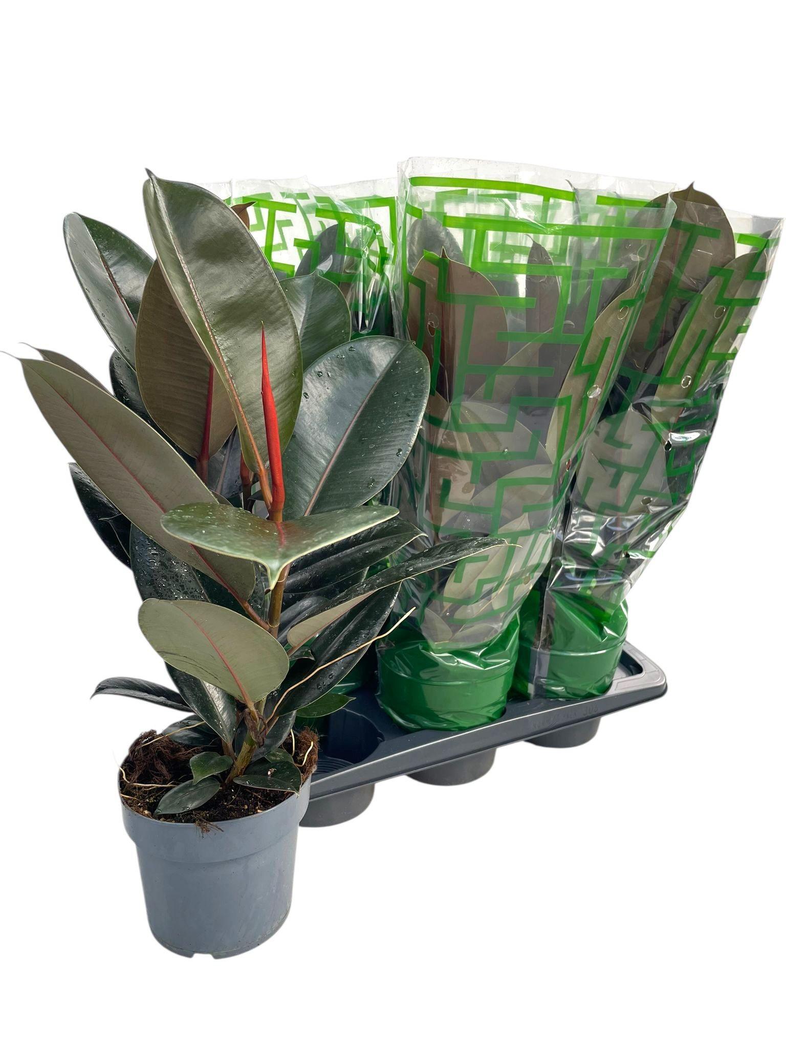 Горшечные цветы и растения оптом Fic El Abidjan от 6шт из Голландии с доставкой по России