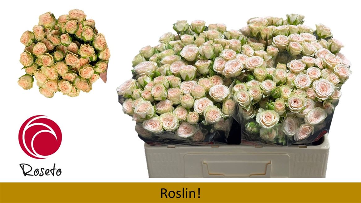 Срезанные цветы оптом Rosa spray roslin! от 40шт из Голландии с доставкой по России