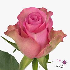 Срезанные цветы оптом Rosa large royal jewel от 60шт из Голландии с доставкой по России