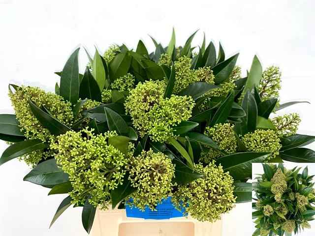 Срезанные цветы оптом Skimmia kew green per bunch от 5шт из Голландии с доставкой по России