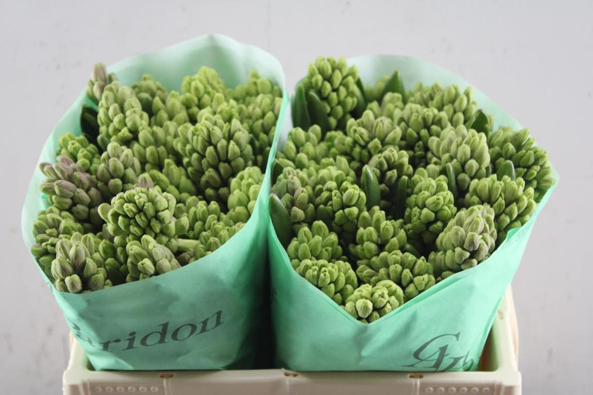 Срезанные цветы оптом Hyacinthus splendid cornelia от 50шт из Голландии с доставкой по России