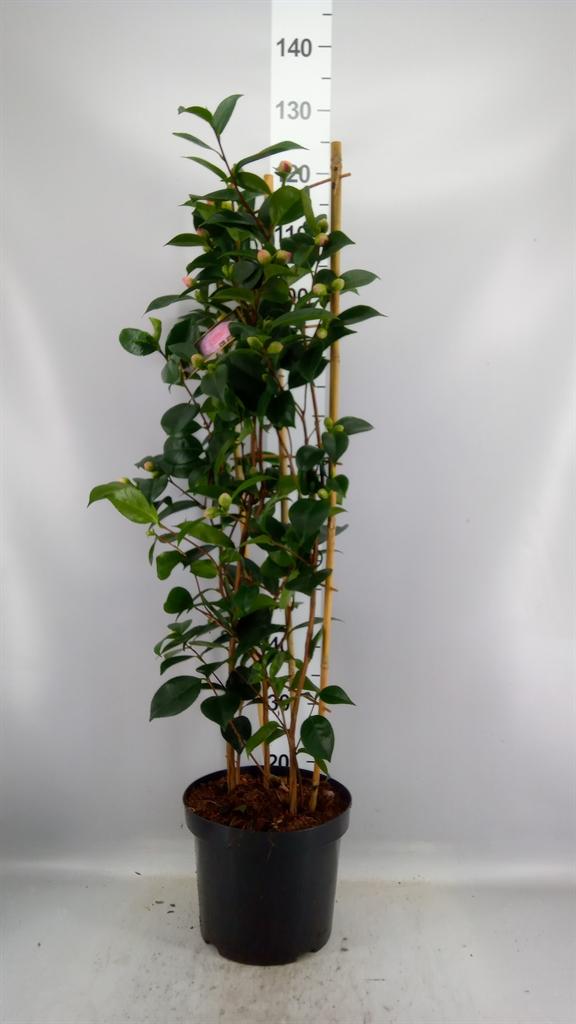 Горшечные цветы и растения оптом Camellia Japonica williambartlett от 1шт из Голландии с доставкой по России