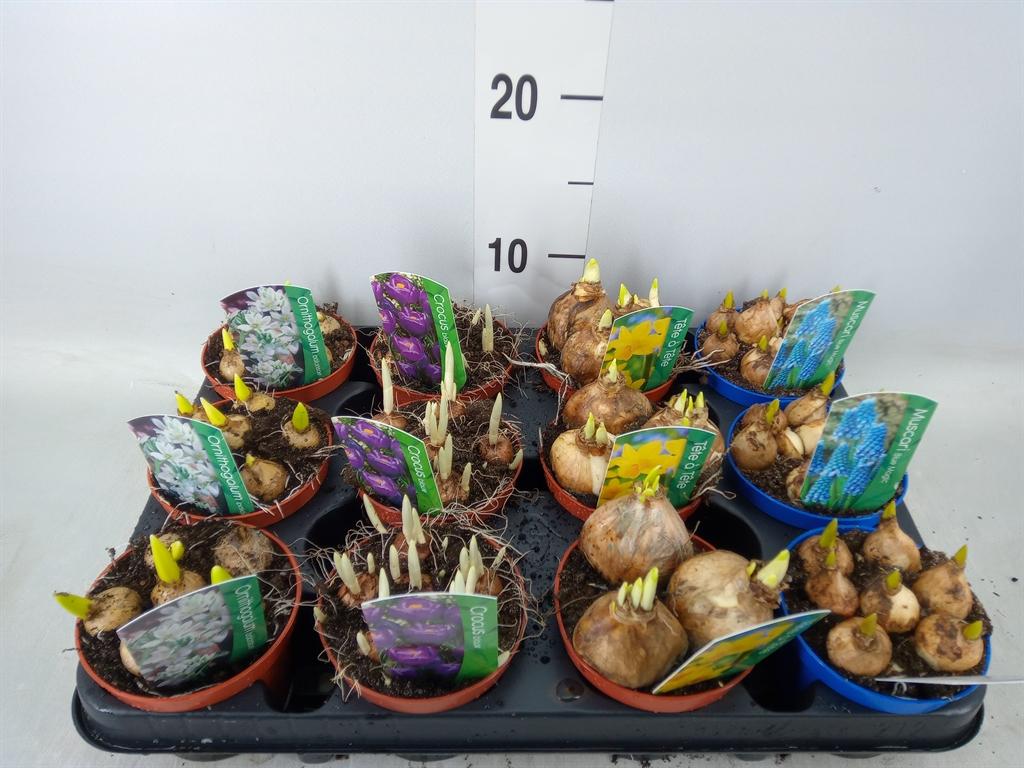 Горшечные цветы и растения оптом Bolbloemen   ...mix от 12шт (для телеги) из Голландии с доставкой по России